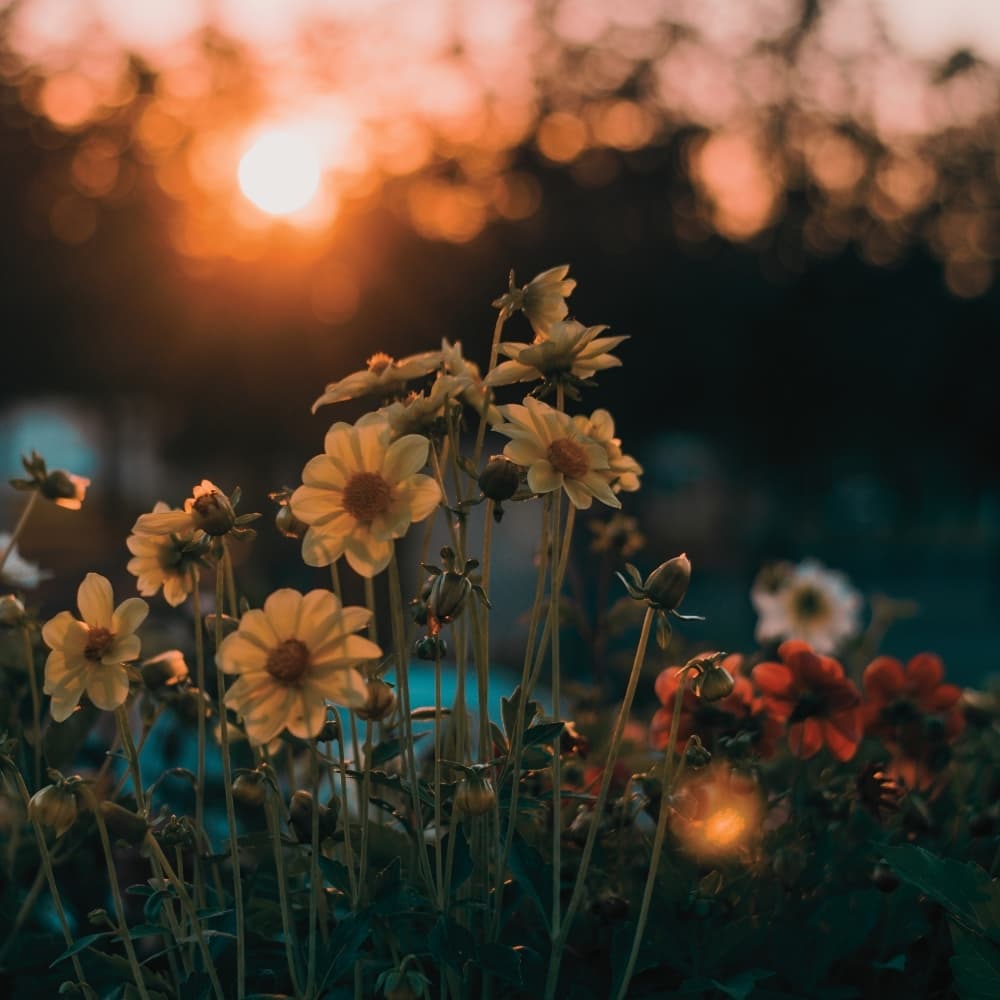 Sunlight on flowers