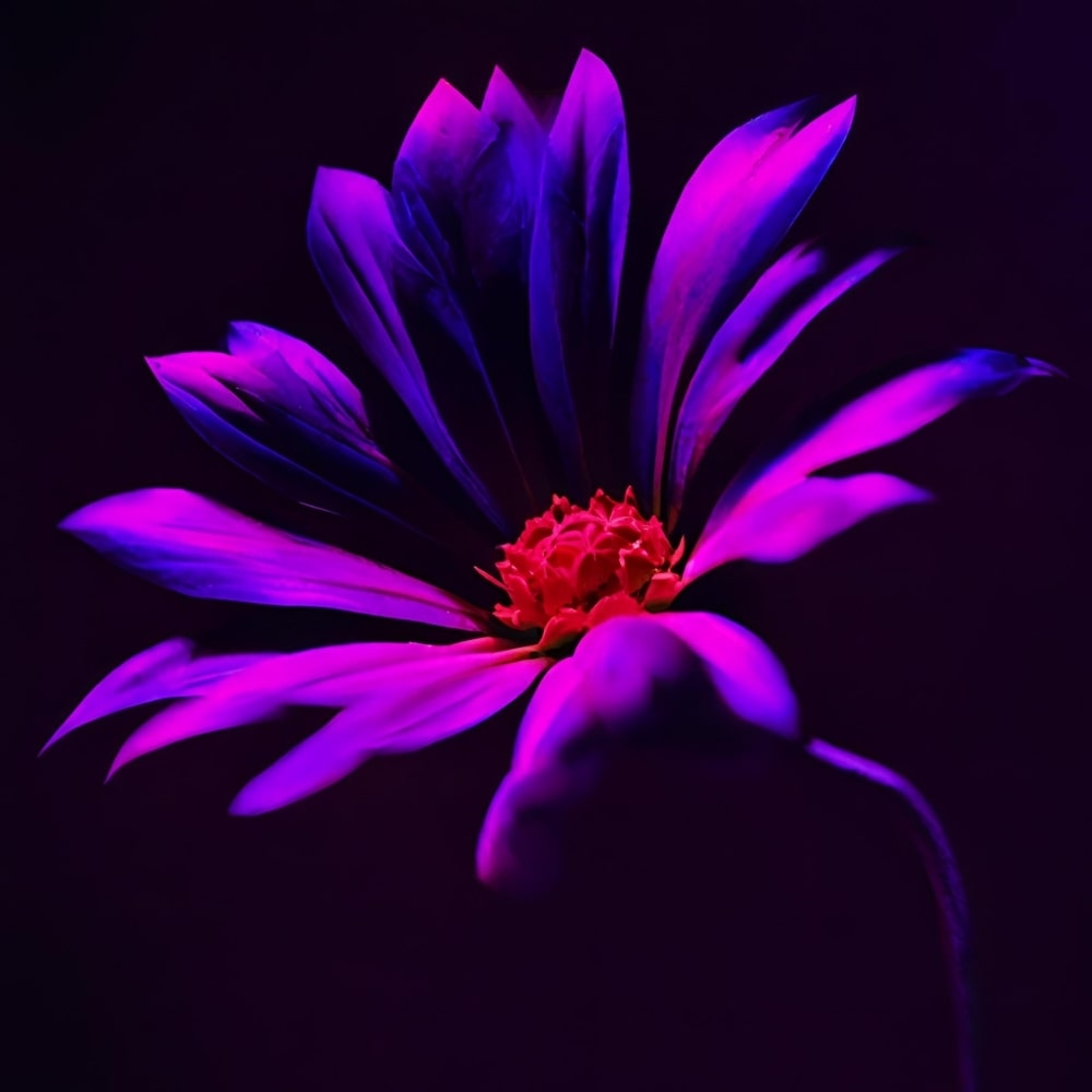 A dark purple color flower